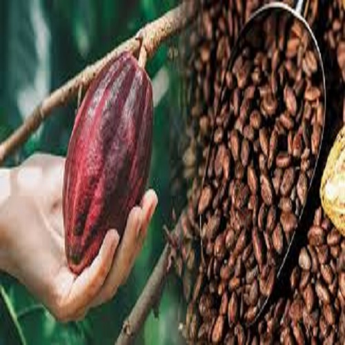 cocoa-beans-1747004136.jpg