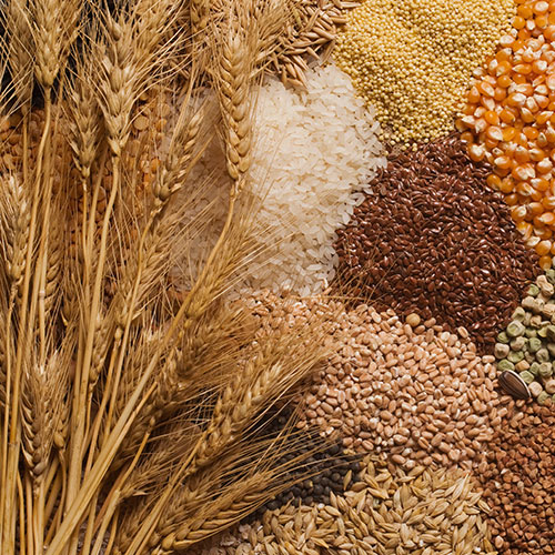 agriculture-seeds-1746880545.jpg